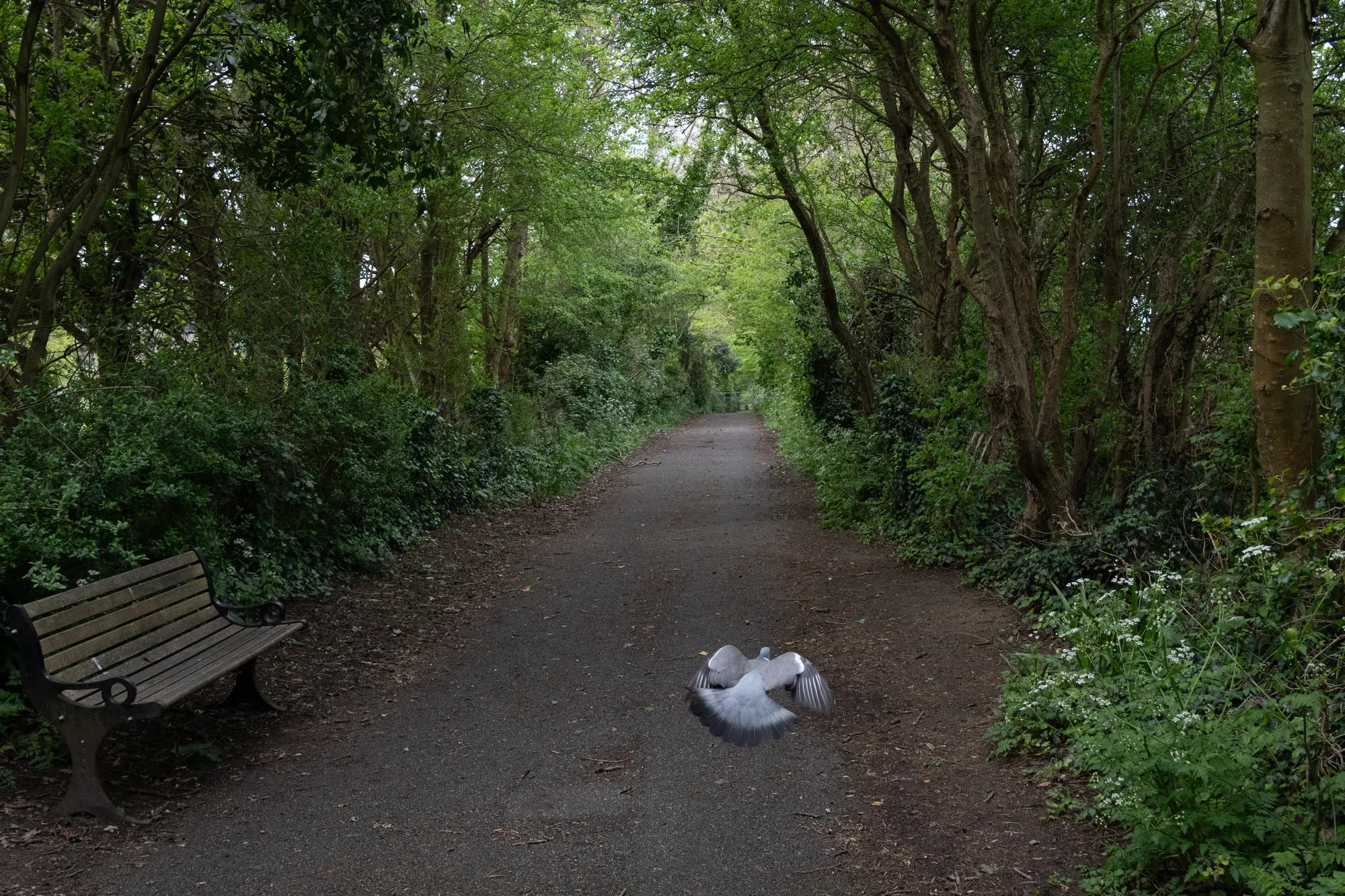 Pigeon flight, Isle of Wight. 2024.